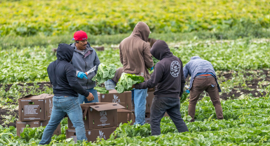 Secteur agricole : un nouveau cadre pour encadrer le recrutement des travailleurs étrangers