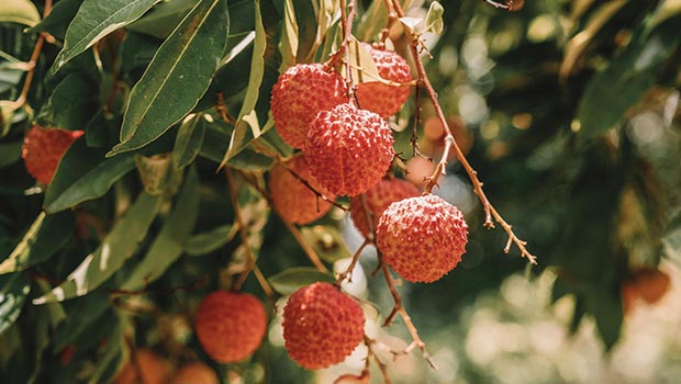 litchi-8