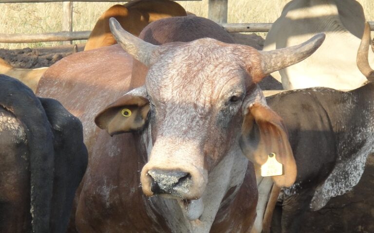 Fievre-aphteuse-Afrique-du-Sud-768x480