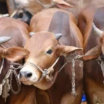 Eid-Ul-Adha 2026 : le prix du bétail importé fixé à Rs 186 le kilo