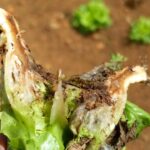 Laitues ravagées : les autorités appellent à une mobilisation urgente contre le champignon Fol
