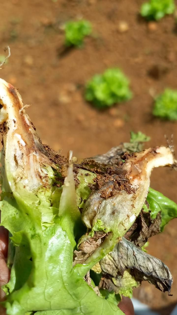 Laitues ravagées : les autorités appellent à une mobilisation urgente contre le champignon Fol
