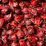 Entreprenariat : La roselle, le fruit qui a donné naissance à Fridisik