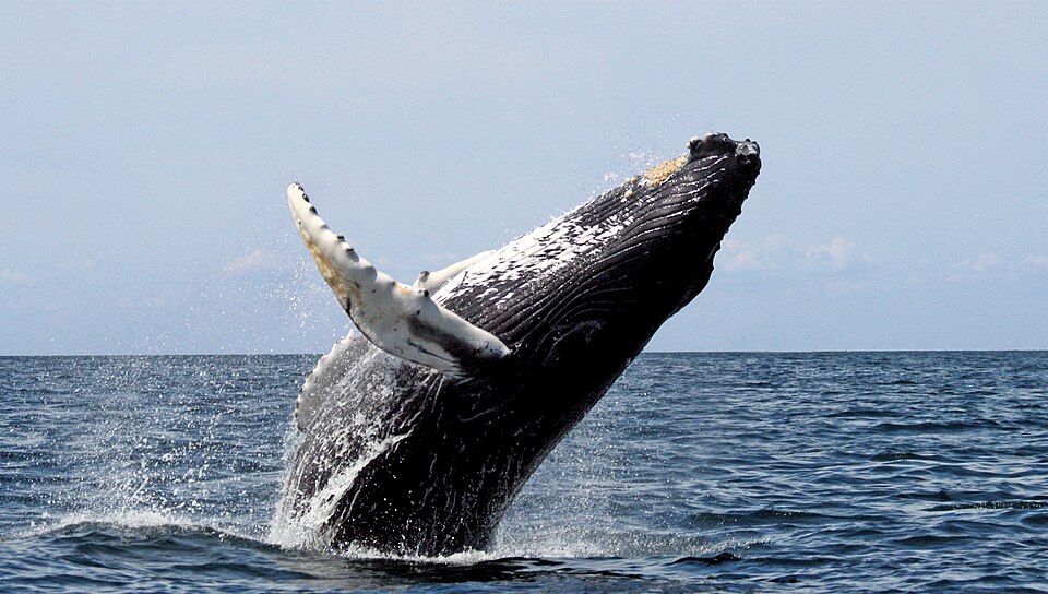 Baleines à bosse : Une migration de plusieurs milliers de kilomètres vers les eaux mauriciennes