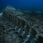Océan Indien : découverte du plus grand “cimetière de baleines” jamais identifié, avec plus de 500 squelettes