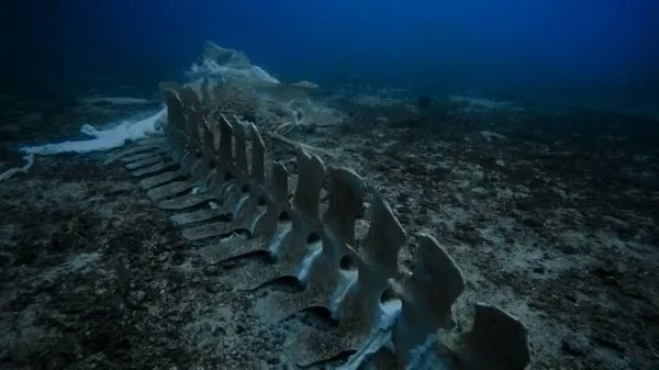 Océan Indien : découverte du plus grand “cimetière de baleines” jamais identifié, avec plus de 500 squelettes