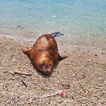 Un éléphant de mer échoué à Les Salines : Fabrice David appelle au respect du périmètre de sécurité