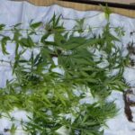 Bel-Air Rivière-Sèche : 12 plants de cannabis saisies lors d’une perquisition