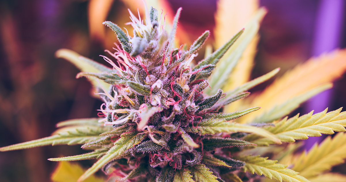 page_header_cannabis