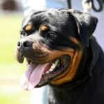 Quartier-Militaire : une fillette de 3 ans grièvement blessée après avoir été mordue par deux rottweilers